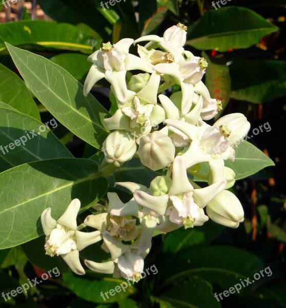 Calotropis Gigantea Milkweed Flower Aak White