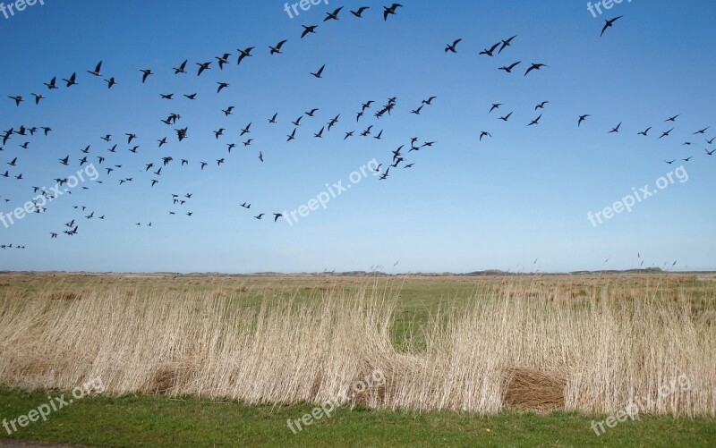 Migratory Birds Flock Of Birds Birds Flying Nature