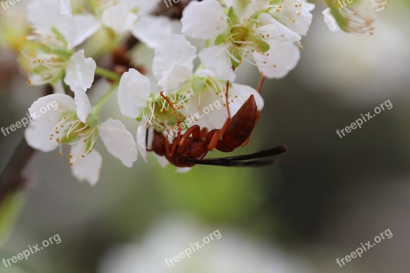 Plum Flowers Insect Spring Ant Free Photos