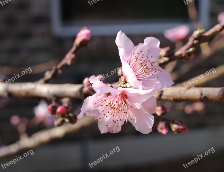 Peach Blossoms Spring Blooming Free Photos