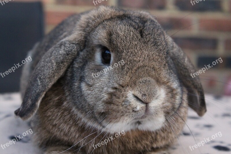 Rabbit Bunny Animal Cute Furry