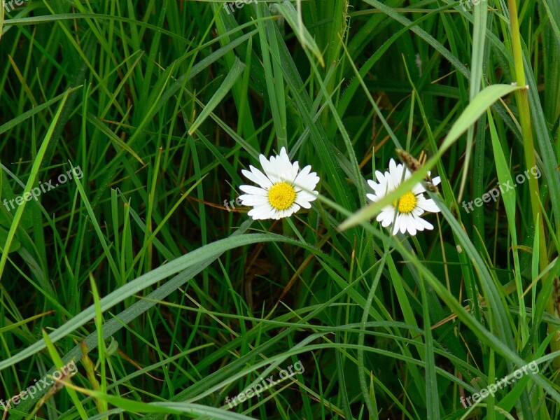 Daisy Grass Pointed Flower Flowers Free Photos