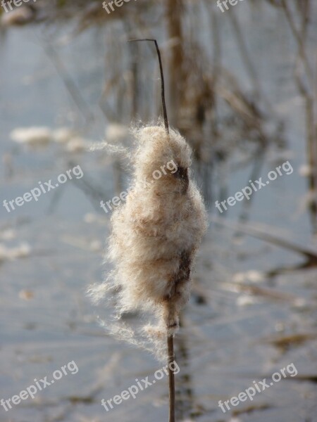 Cattail Reed Lake Pond Teichplanze