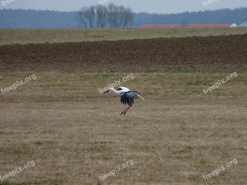 Stork Approach Bird Large Landing