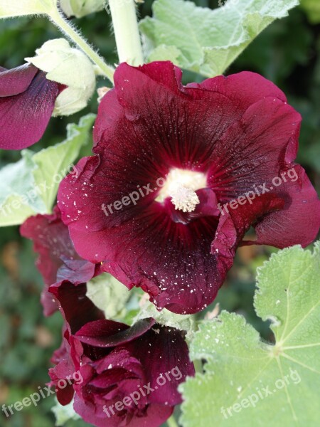 Hibiscus Flower Summer Blossom Bloom