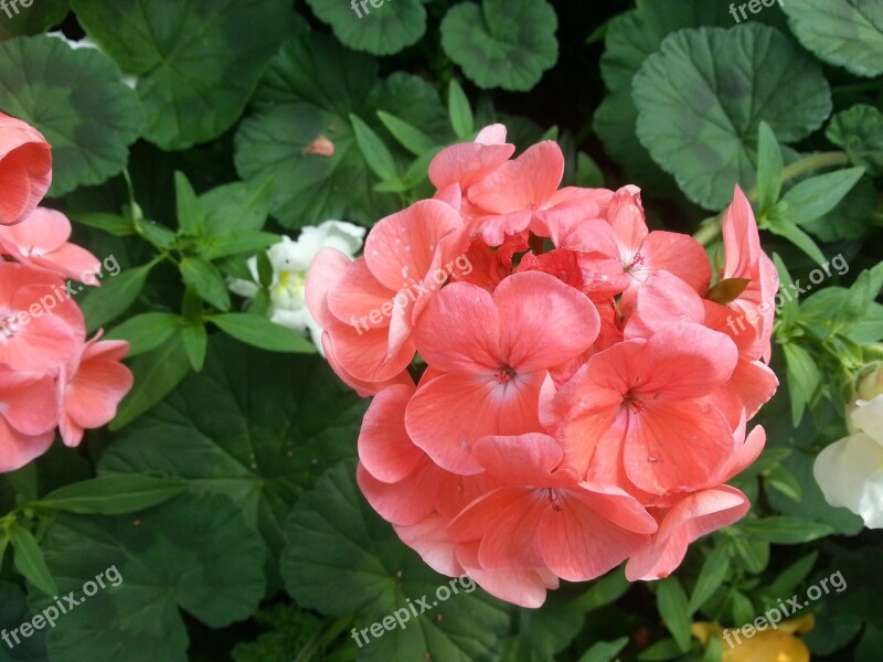 Flowers Spring Flowers Landscape Pink Flower Plants