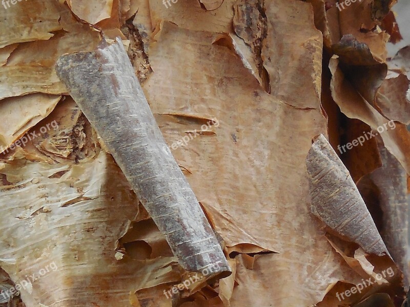 Birch Bark Tree Nature White