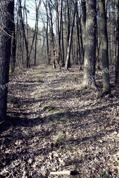 Forest Trees Leaves Nature Autumn