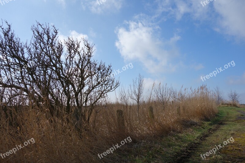 Landscape Tree Wayside Sky Lane