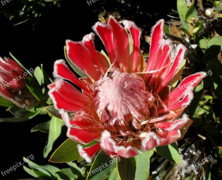 Protea Pink Flower Blossom Bloom