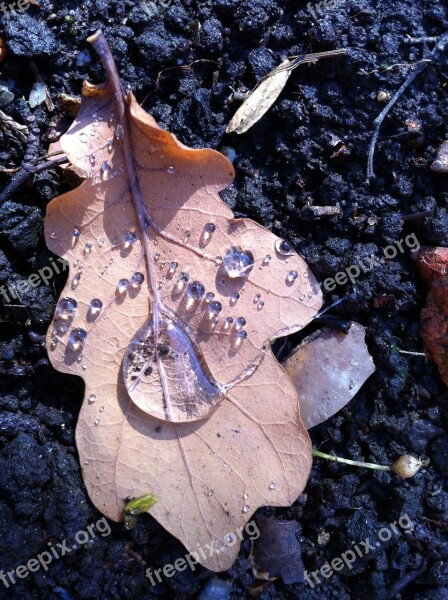 Rain Leaf Ground Nature Rain Drop