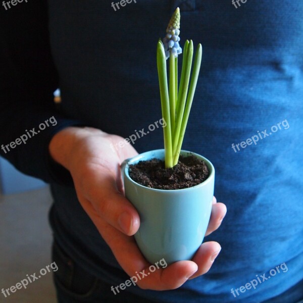 Blue Grape Cup Of Flower Spring Flower Muscari