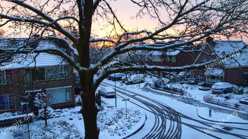 Oak Oak Tree Snowy Snow Sunrise