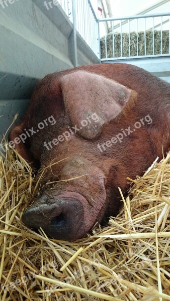 Duroc Pig Domesticated Pigs Agriculture Domestic Animals