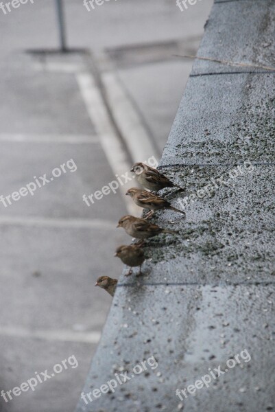 Birds Roof Watching Sparrow Grey