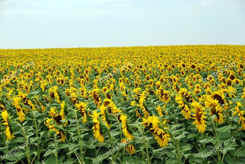 Sunflowers Field Yellow Summer Blue