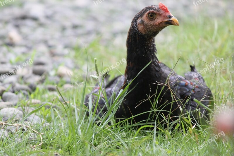 Chicken Hen Grass Indonesian Free Photos