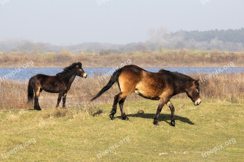 Konikspaard Foal Kennemerland Free Photos