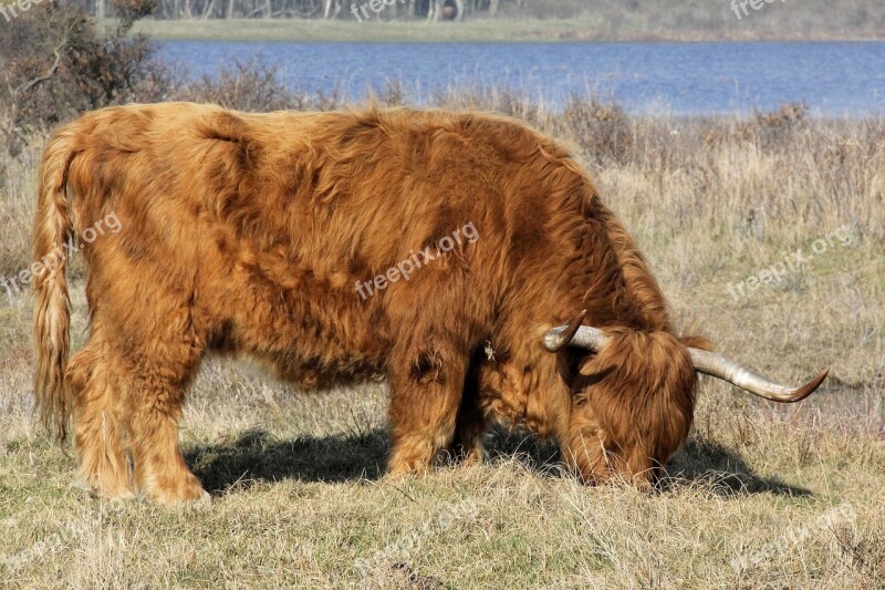 Hekrund Highlander Kennemerland Free Photos