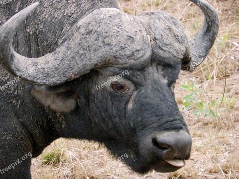 Water Buffalo Wildlife Kruger Park Free Photos