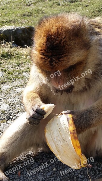 Monkey Banana Barbary Ape Curious äffchen