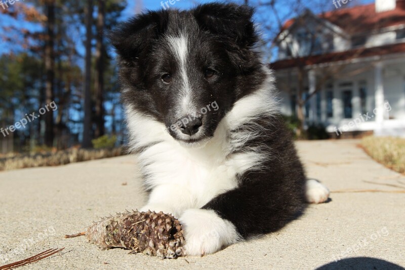 Dog Puppy Shetland Sheepdog Pet Cute