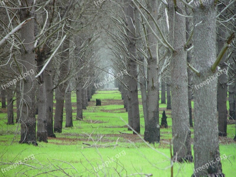 Trees Pine Plantation Farm Forest