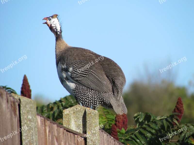 Bird Hen Fowl Animal Farm