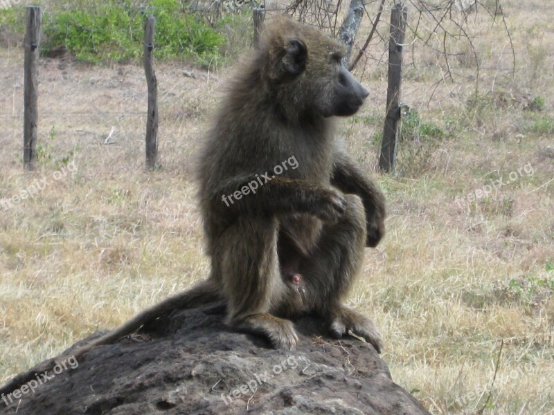 Africa Kenya Monkey Baboon Free Photos