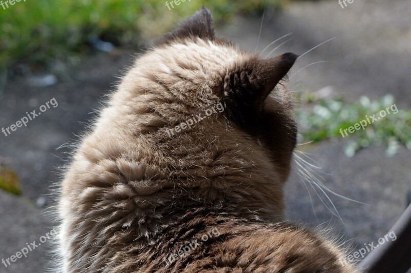 Cat British Shorthair Beige Brown Fur