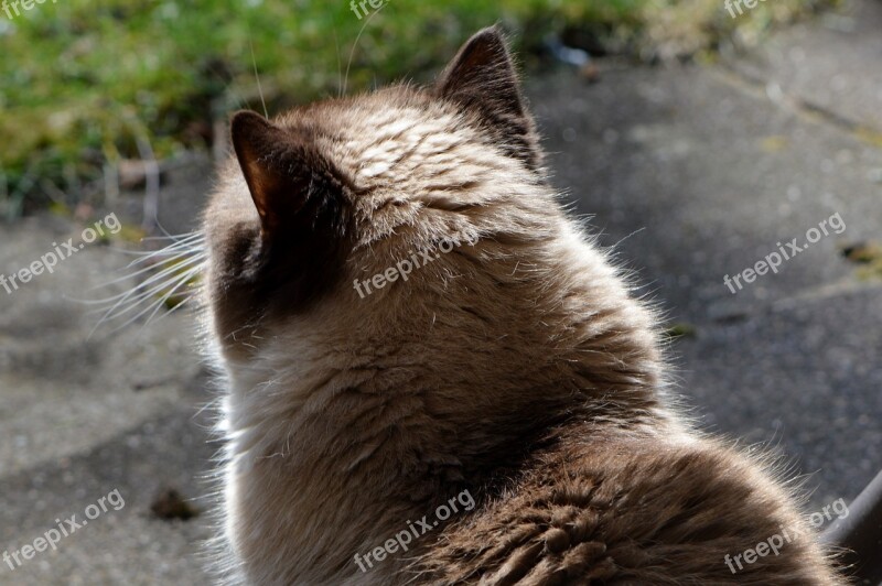 Cat British Shorthair Beige Brown Fur