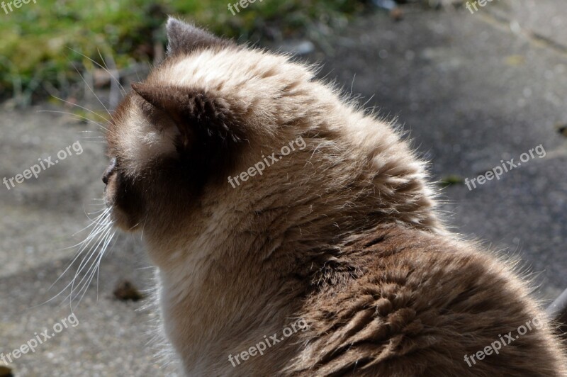 Cat British Shorthair Beige Brown Fur