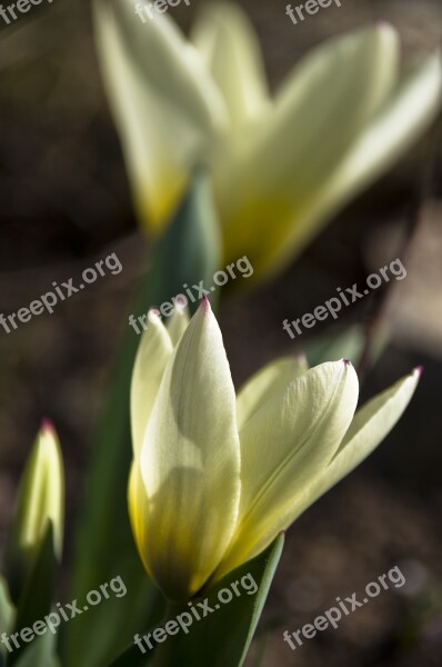 Tulip White Bright Yellow Blossom Bloom