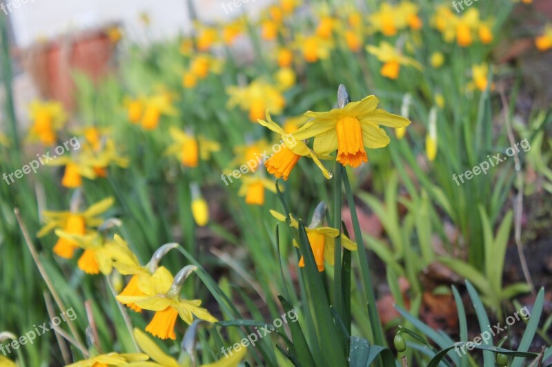 Daffodils Flowers Flower Bed Daffodil Blossom