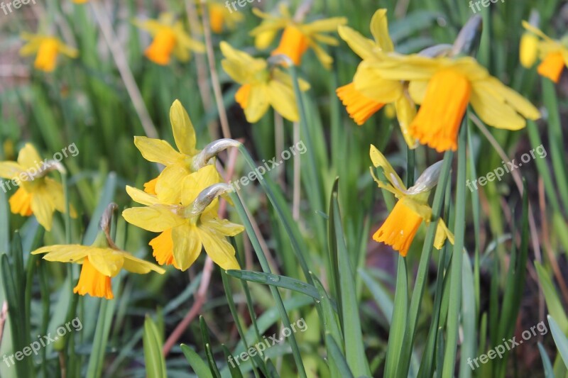 Osterglocken Daffodils Yellow Blossom Bloom