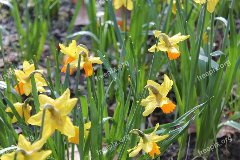 Daffodil Daffodils Yellow Blossom Bloom