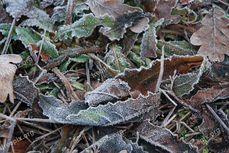 Winters Frost Leaf Free Photos