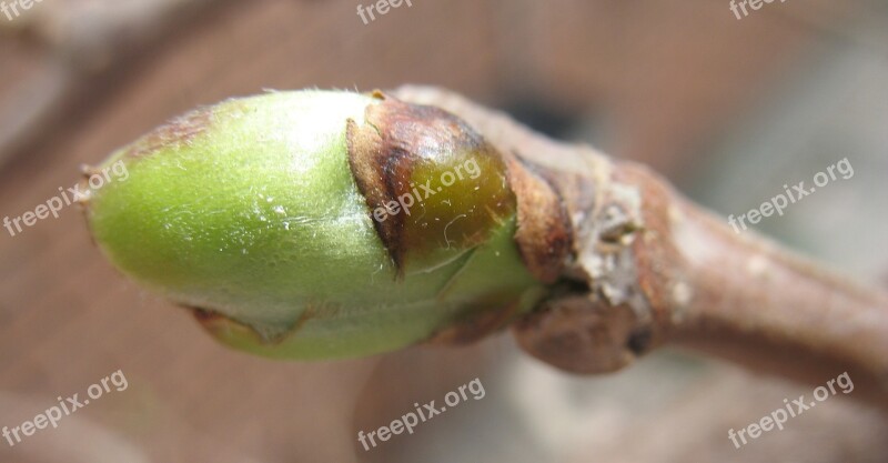 Branch Tree Spring Growth Seedling