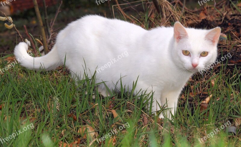 Cat Hunting Animal Mieze Domestic Cat