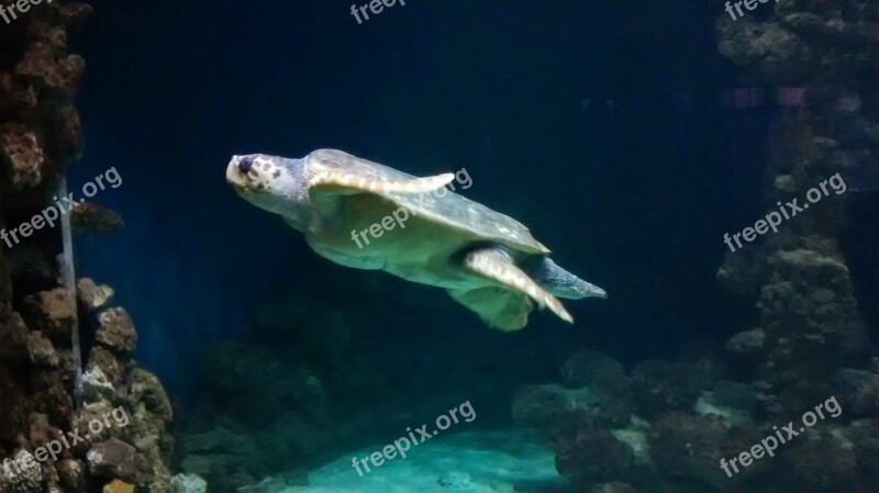 Turtle Aquarium Germany Marine Tortoise