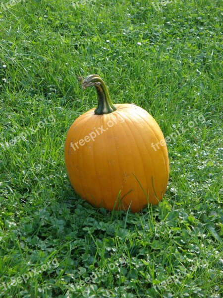 Pumpkin Orange Autumn Halloween Free Photos