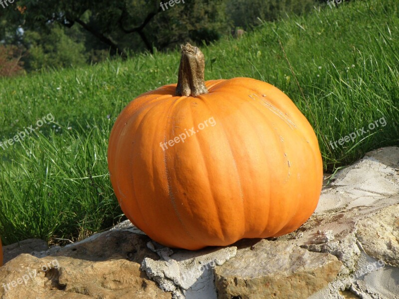 Pumpkin Orange Autumn Halloween Free Photos