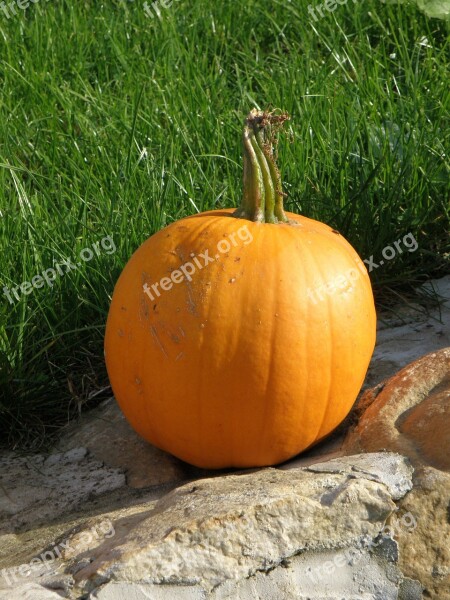 Pumpkin Orange Autumn Halloween Free Photos