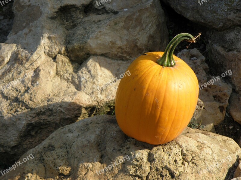 Pumpkin Orange Autumn Halloween Free Photos