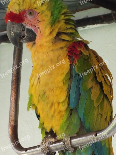 Macaw Yellow Green Animal Ave