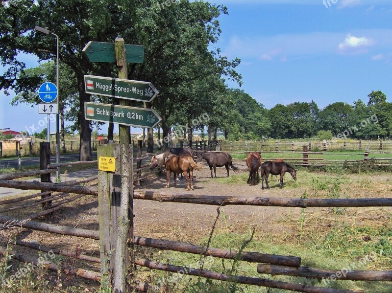 Horses Paddock Graze Nature Landscape