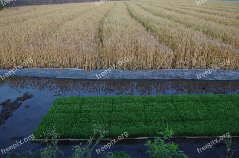 Wheat Couch Farming Free Photos