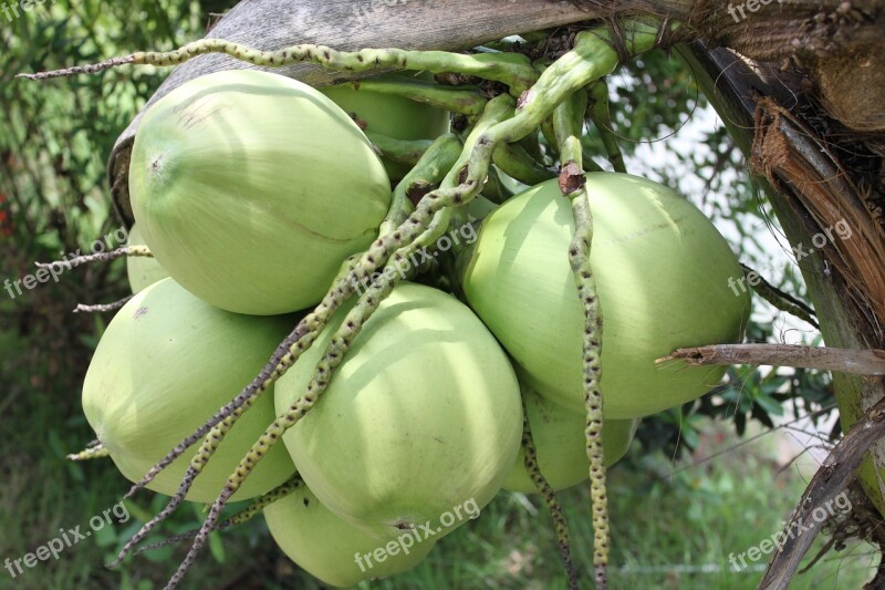 Coconut Vietnam Green Tropical Nature