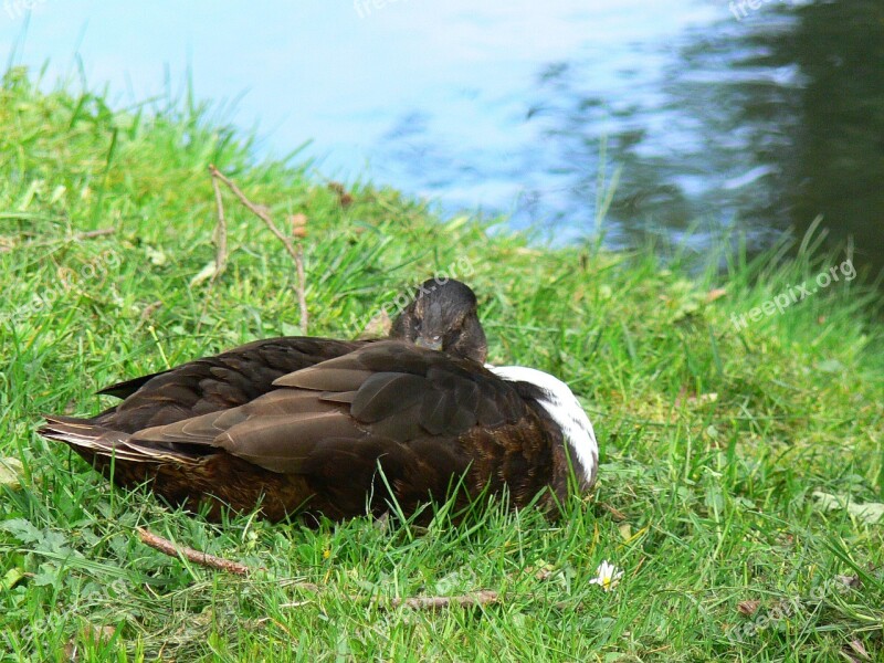 Duck Sleeping Duck Animal Duck On Meadow Free Photos