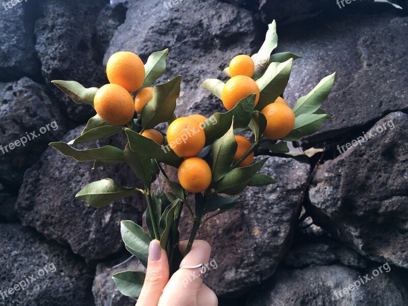 Kumquat Kkingkkang Factory Free Photos